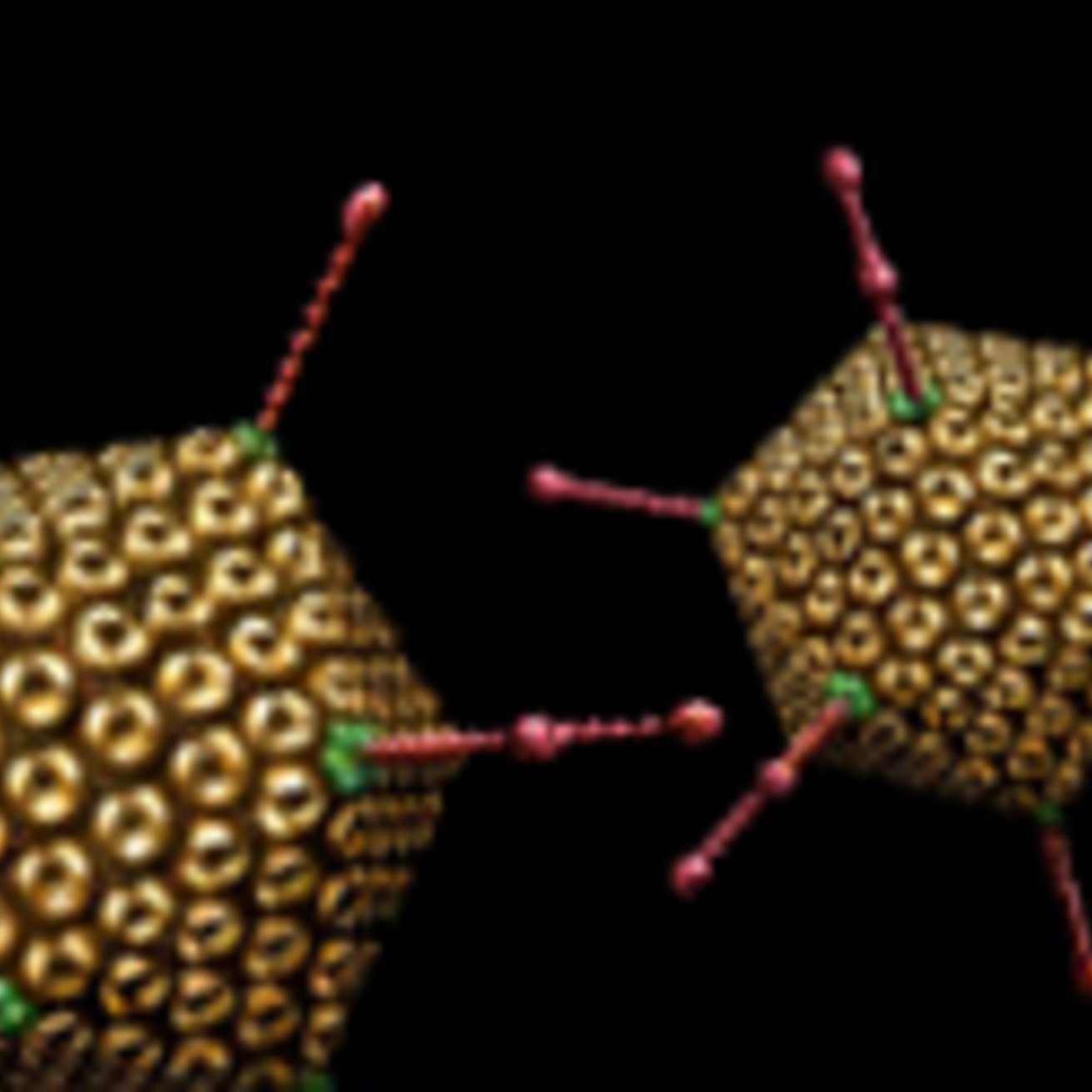 Helper Dependent Adenovirus