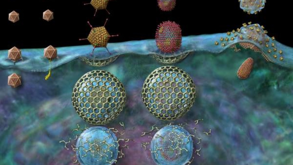 Virus entry